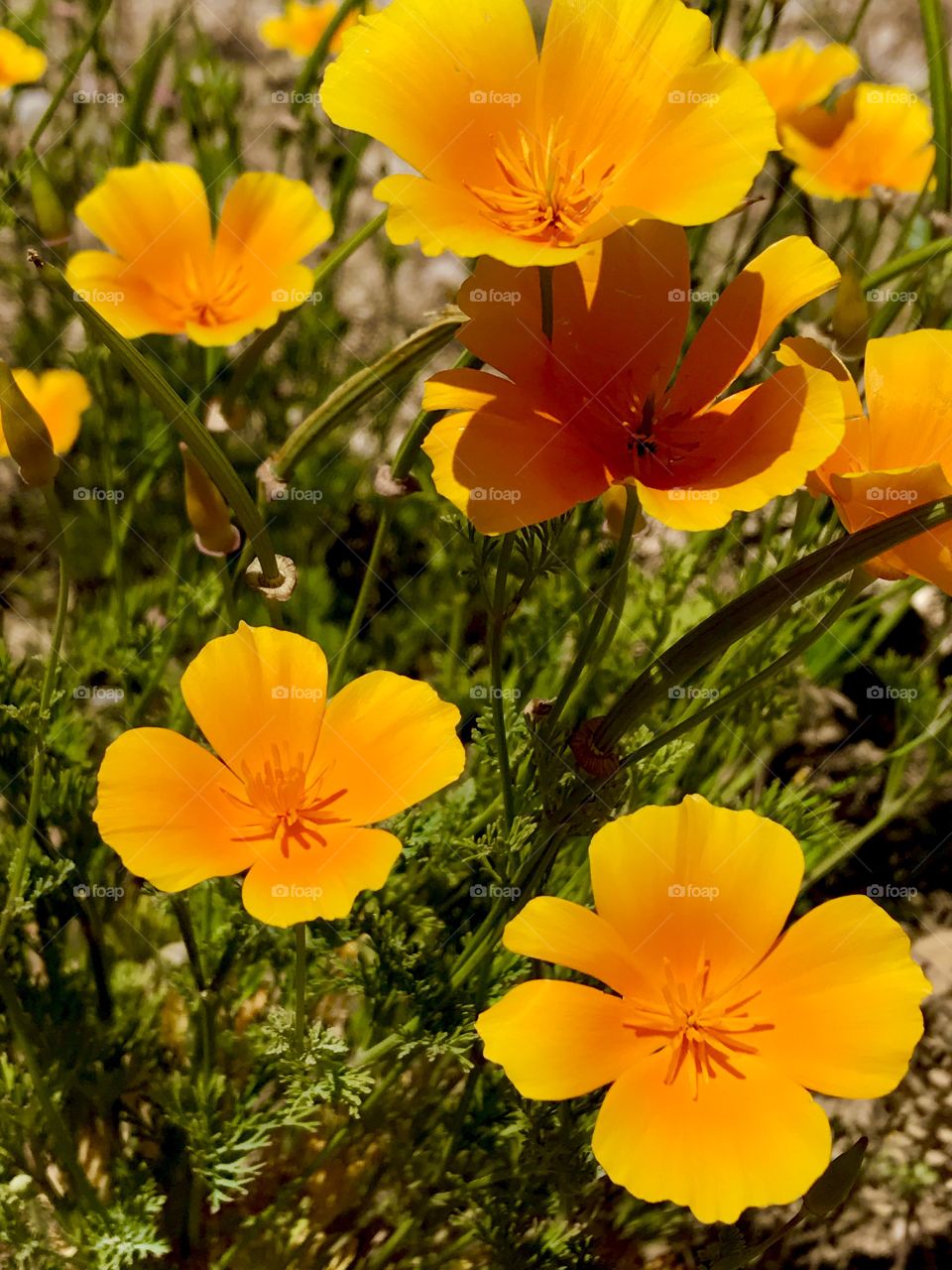 Beautiful Orange Wildflowers