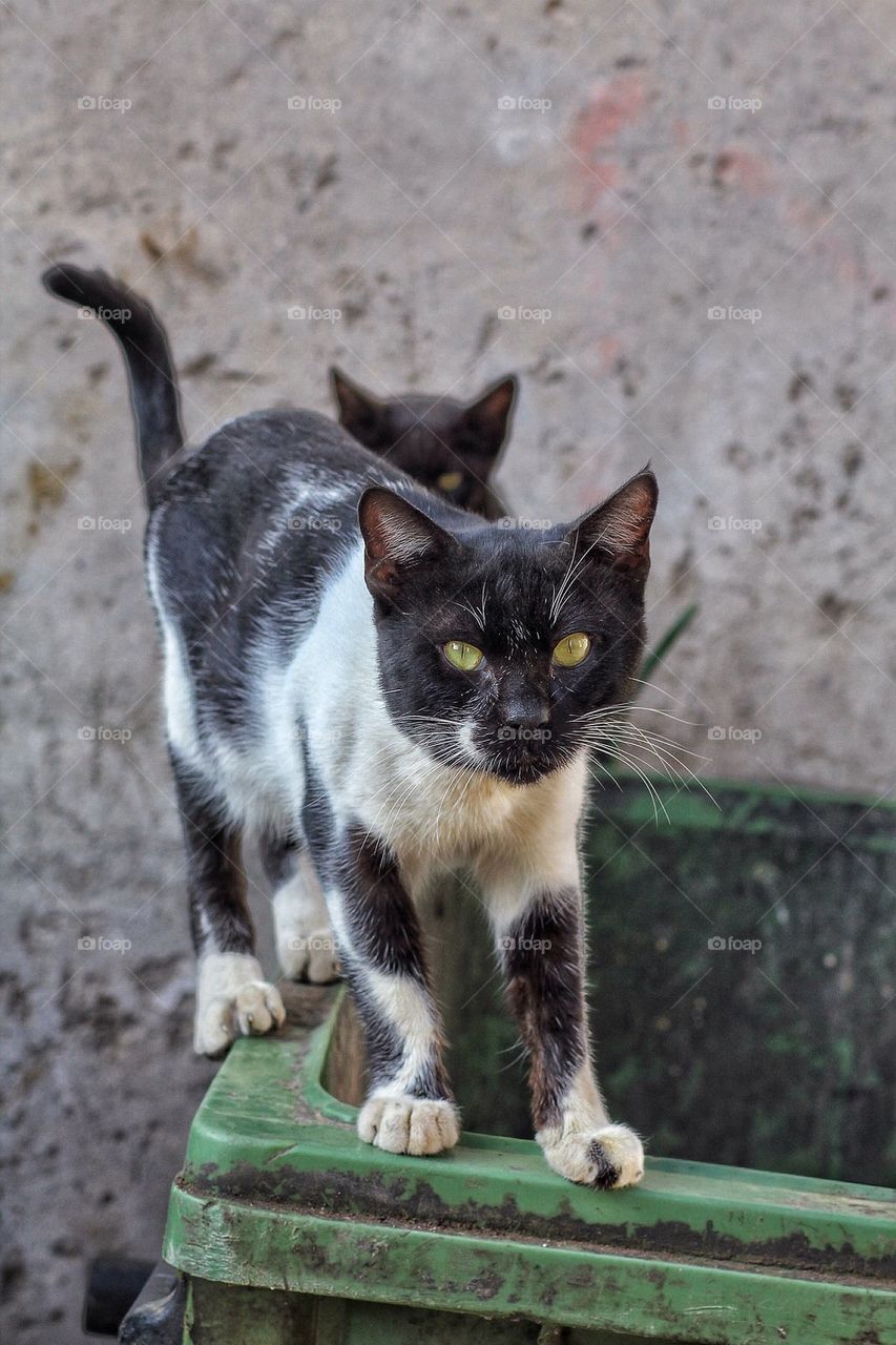 Playing in the alley