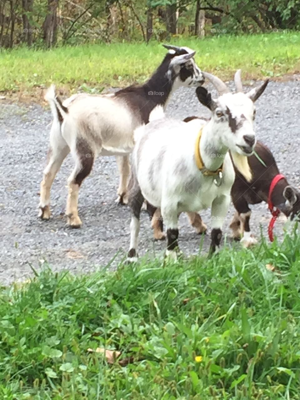 Goats on a walk