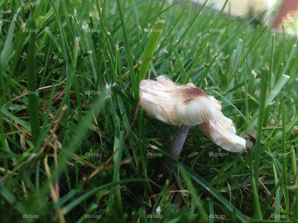 green macro mush plovdiv by TheShaman