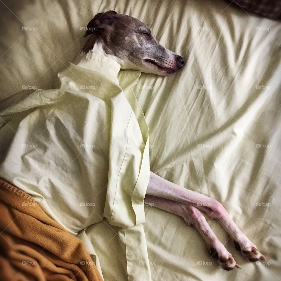 My sweet whippet son. Who wouldn't share a bed with that precious face?