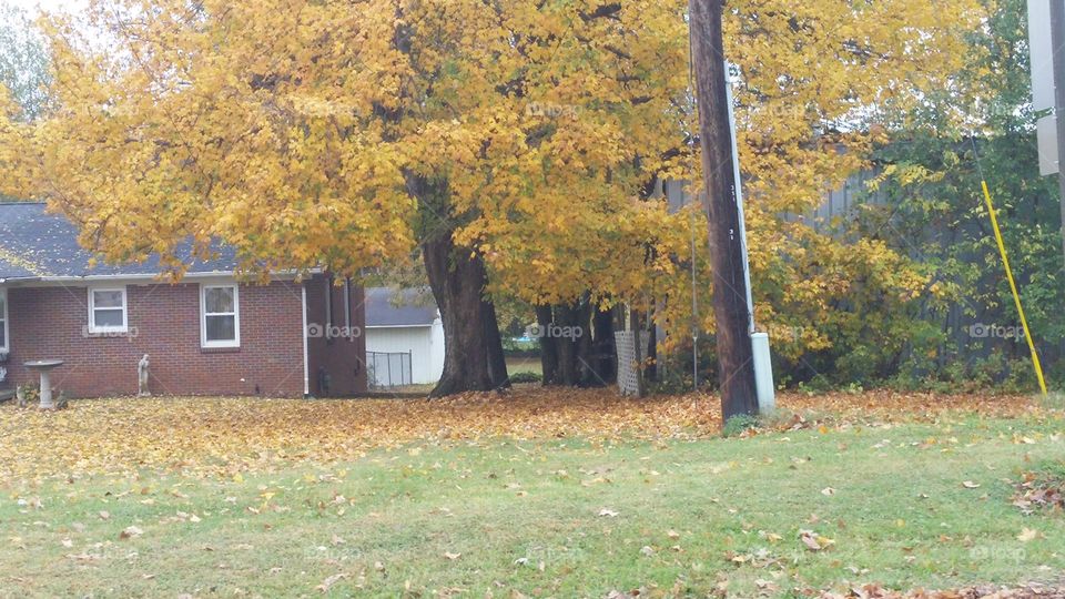 Fall, Tree, Leaf, Landscape, Wood