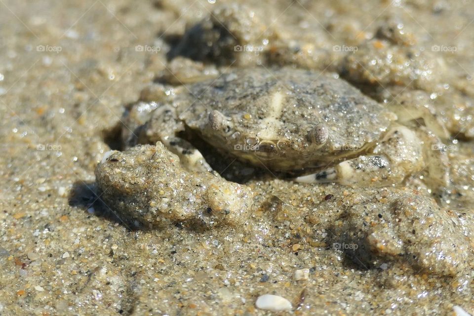 Crab on the beach - 2