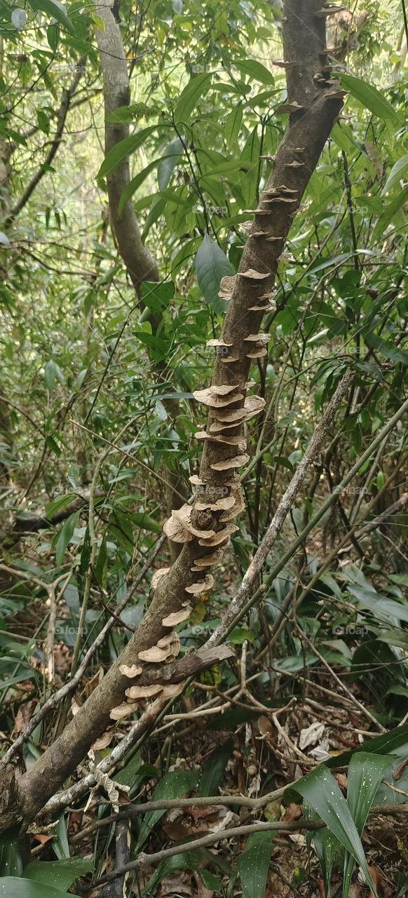 Wood with mushrooms in the forest