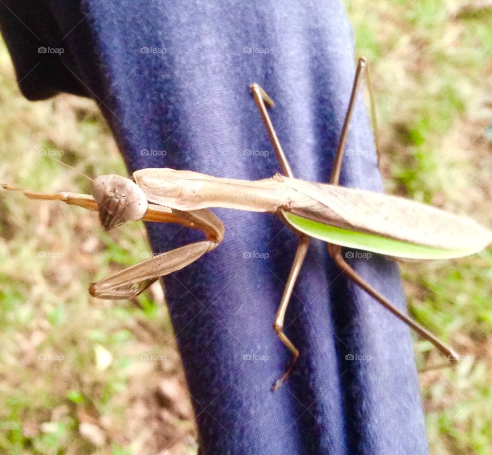 A large mantis