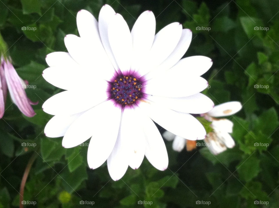 garden white flower beautifull colors by alejin05