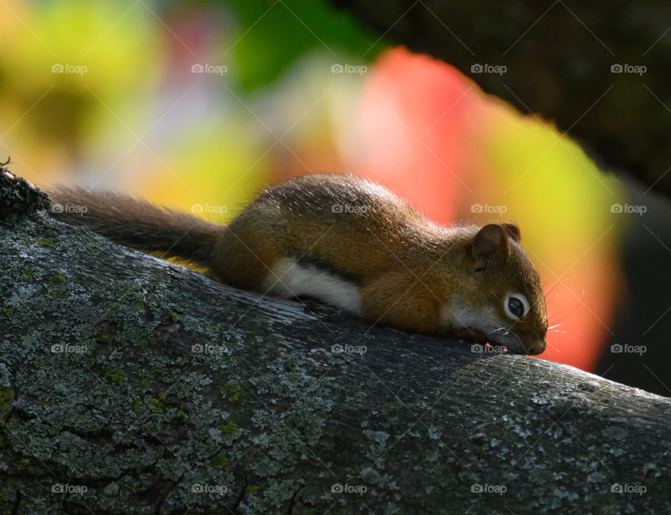 Little red squirrel taking a nap on the branch