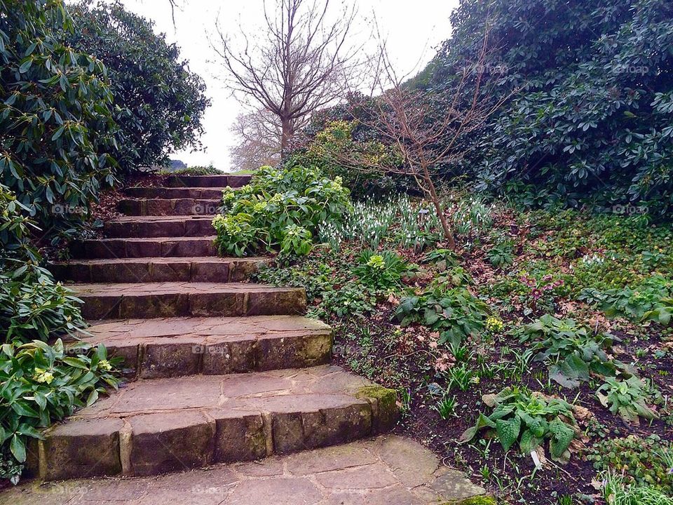 February snowdrops by the garden steps.