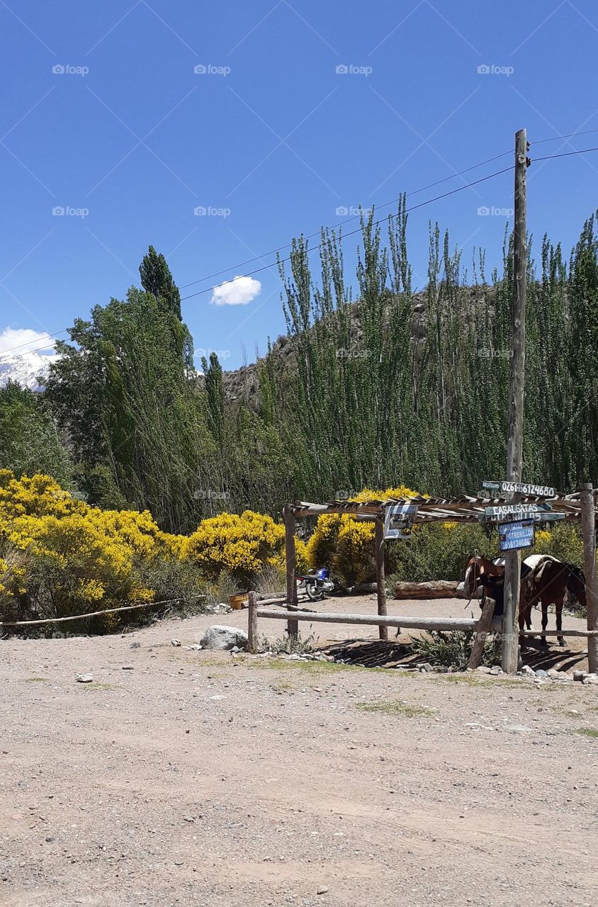 flores retamas propias de los cerros mendocinos