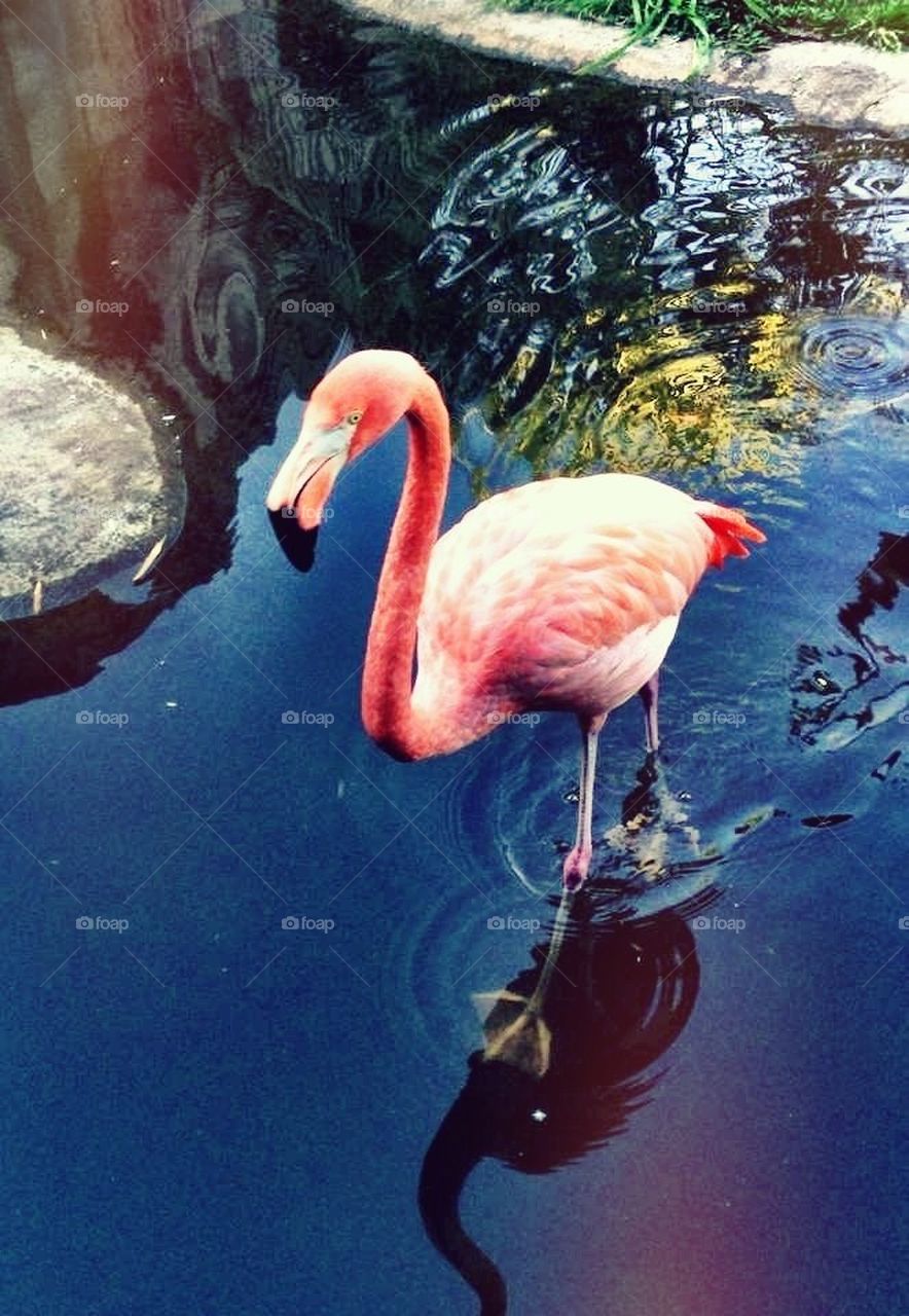 Pink flamingo 