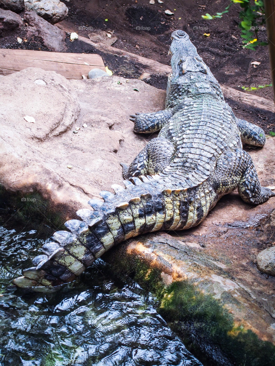 Close-up of crocodile on rock