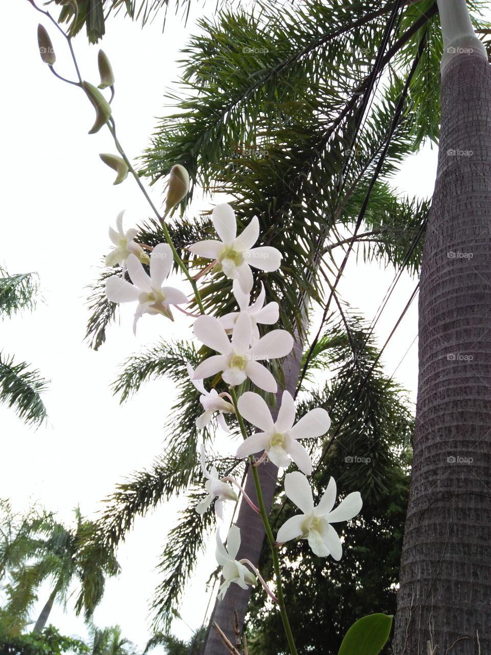 White orchid