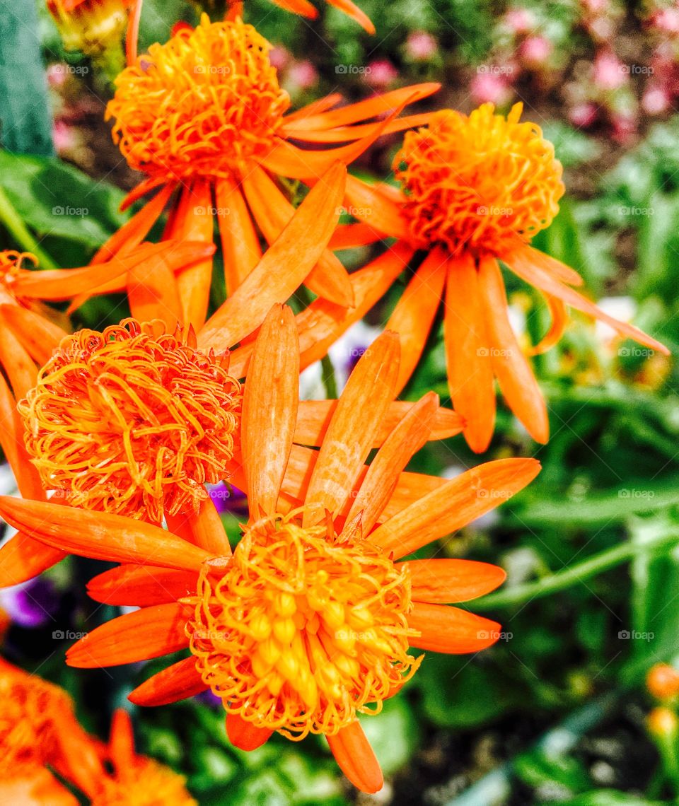 Close-up of an orange flower