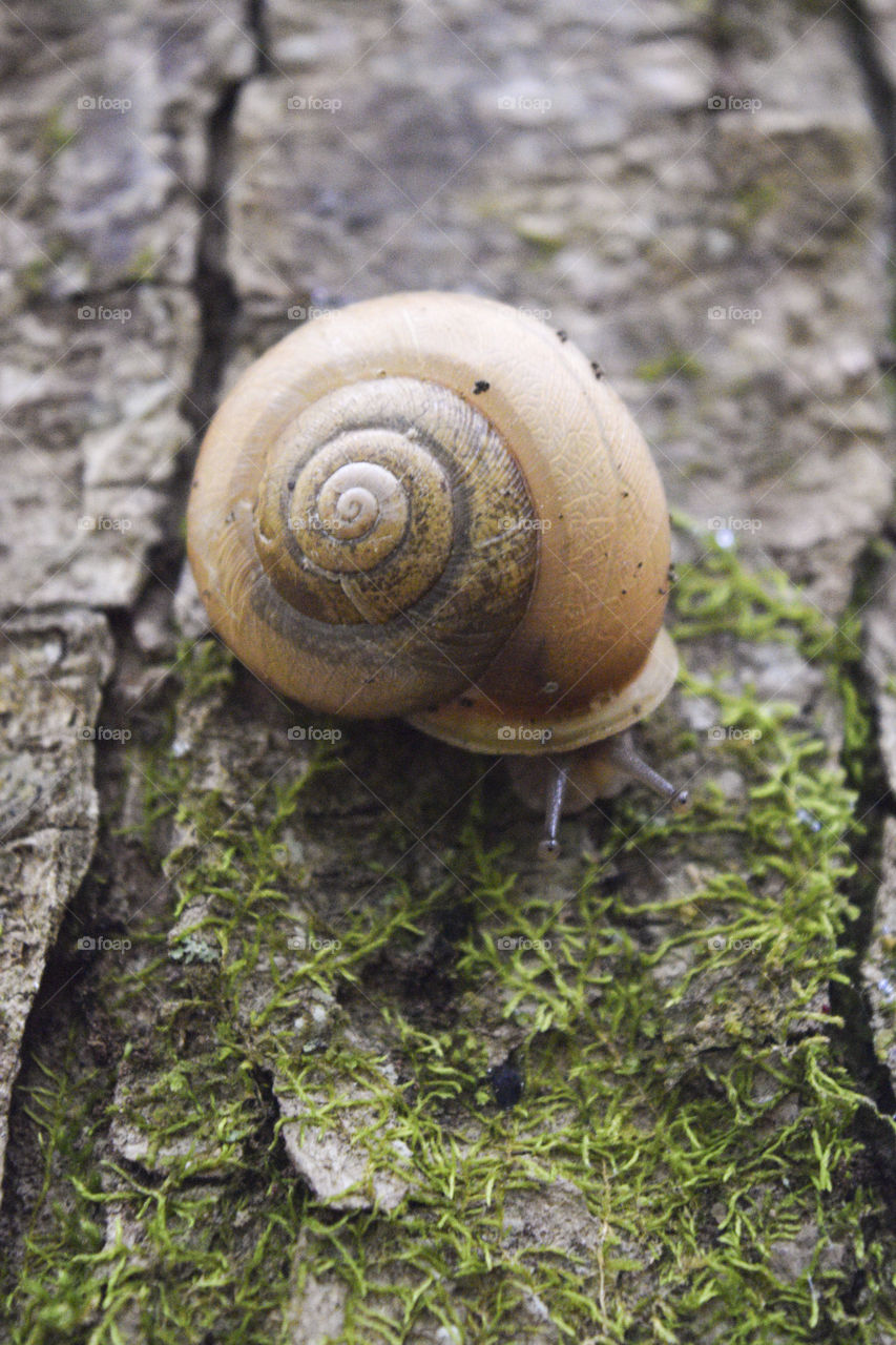 A snail resting on a tree in the woods in Umstead State Park in Raleigh North Carolina 