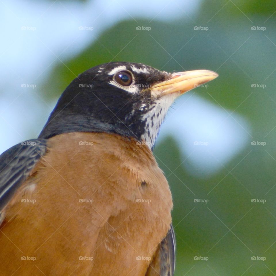 Robin closeup