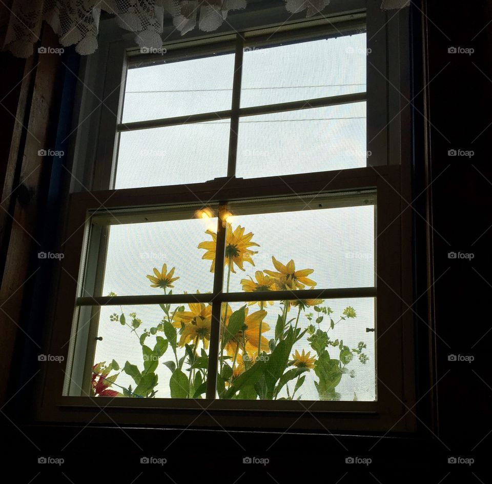 Flowers in the window 