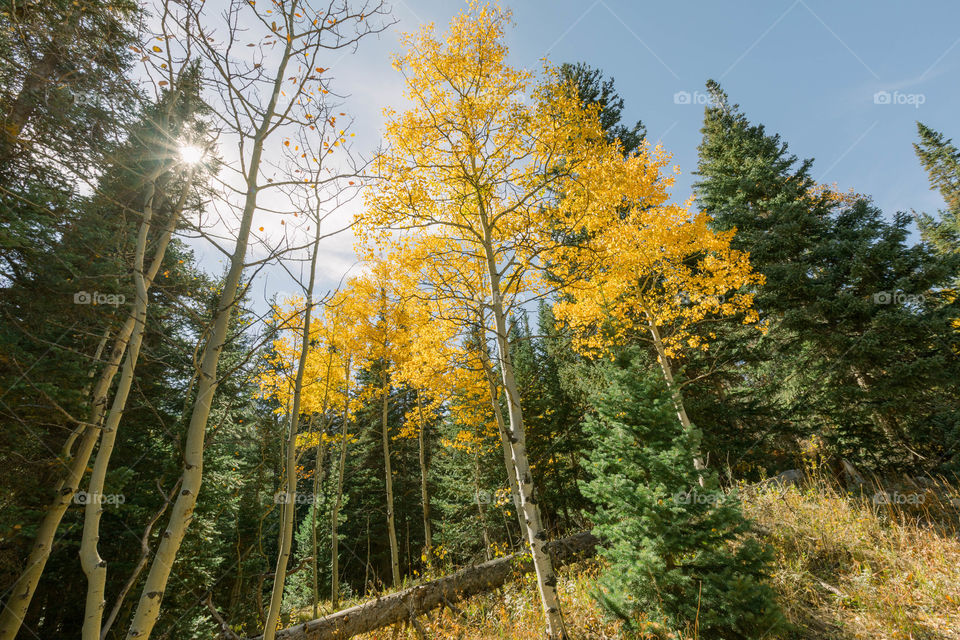 Trees found in hiking trails 