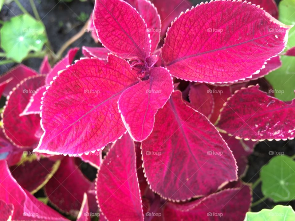 Pink leaves