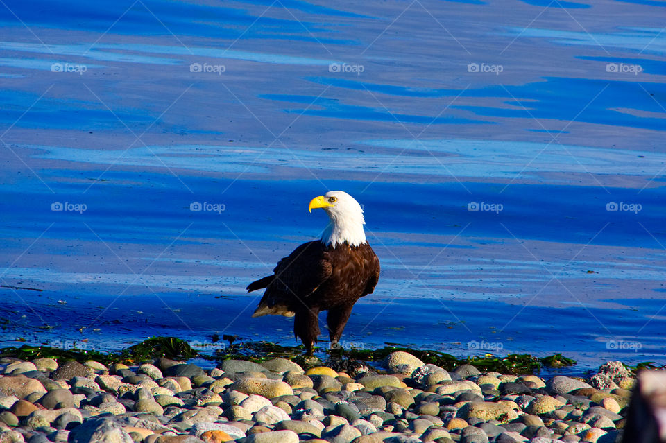 An eagle looking out on the beach.