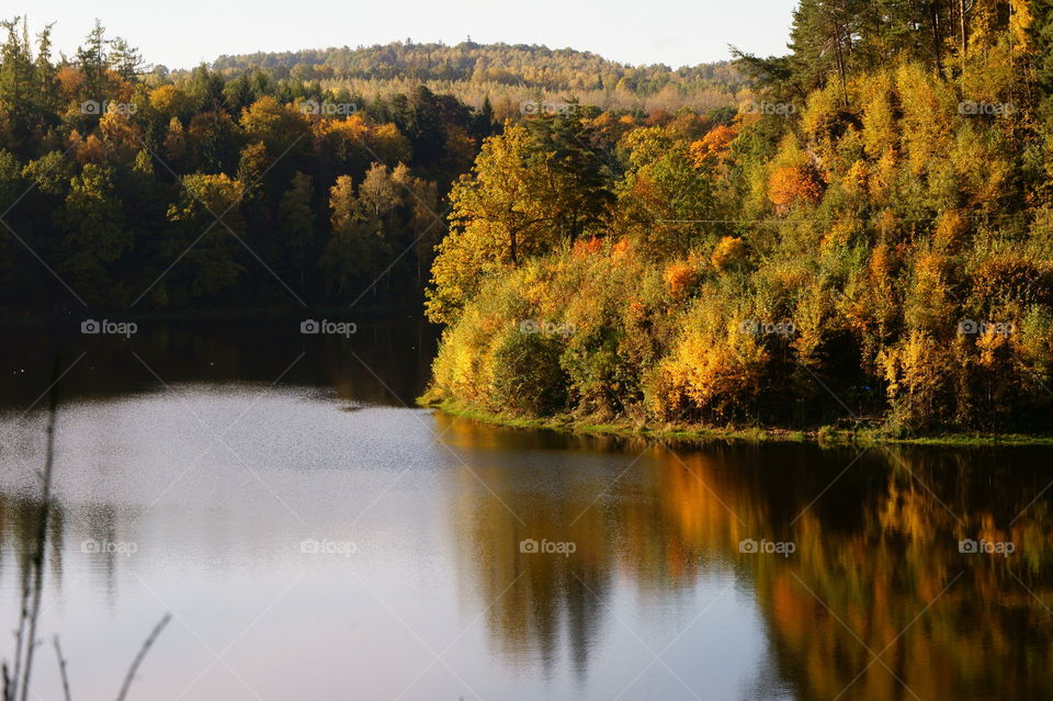 Autumn trees reflecting in lake