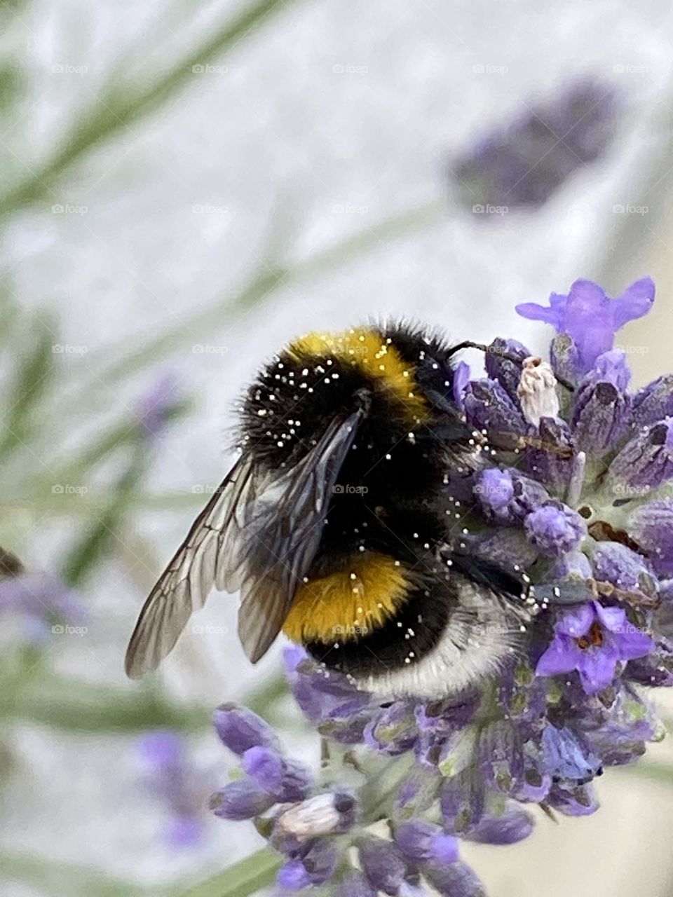 Close-up of a bumblebee covered with pollen on a lavender flower. The background shimmers whitish, some blurred lavender stems and flowers can be guessed. Beautiful light illuminates the bumblebee.