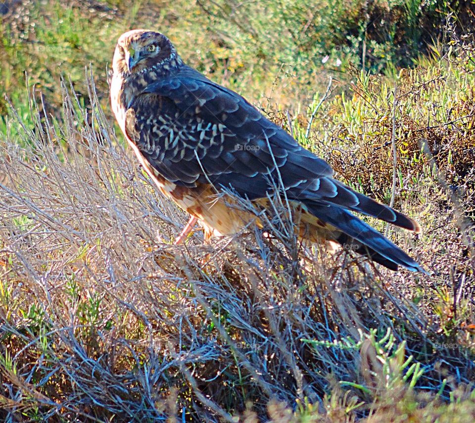 Harrier Hawk