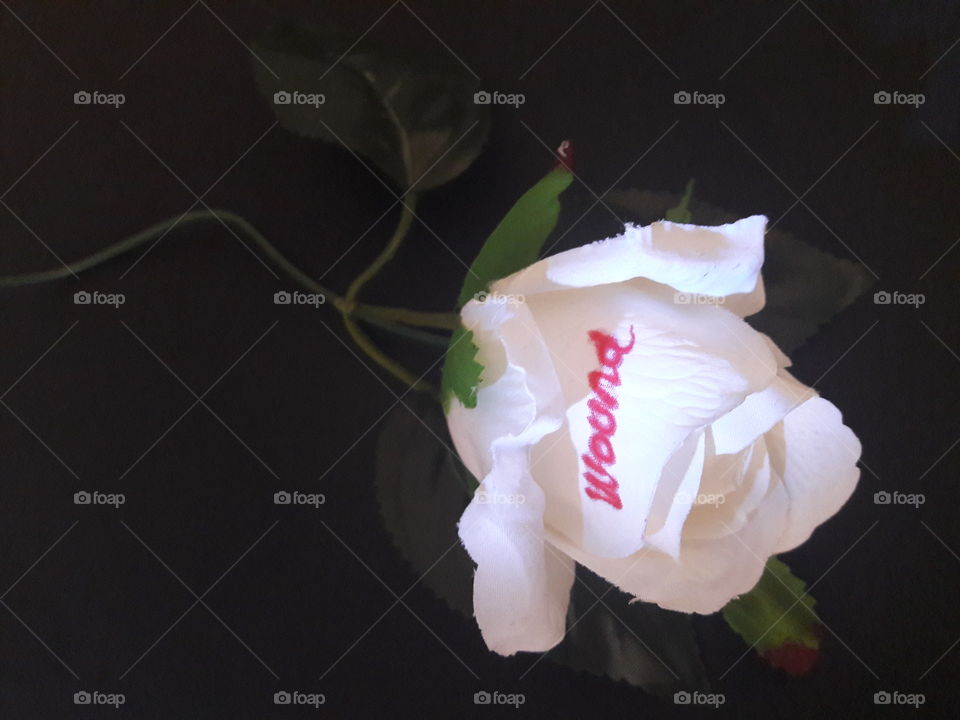 "The wound is the place where the light enters you" (Jalaluddin Rumi)