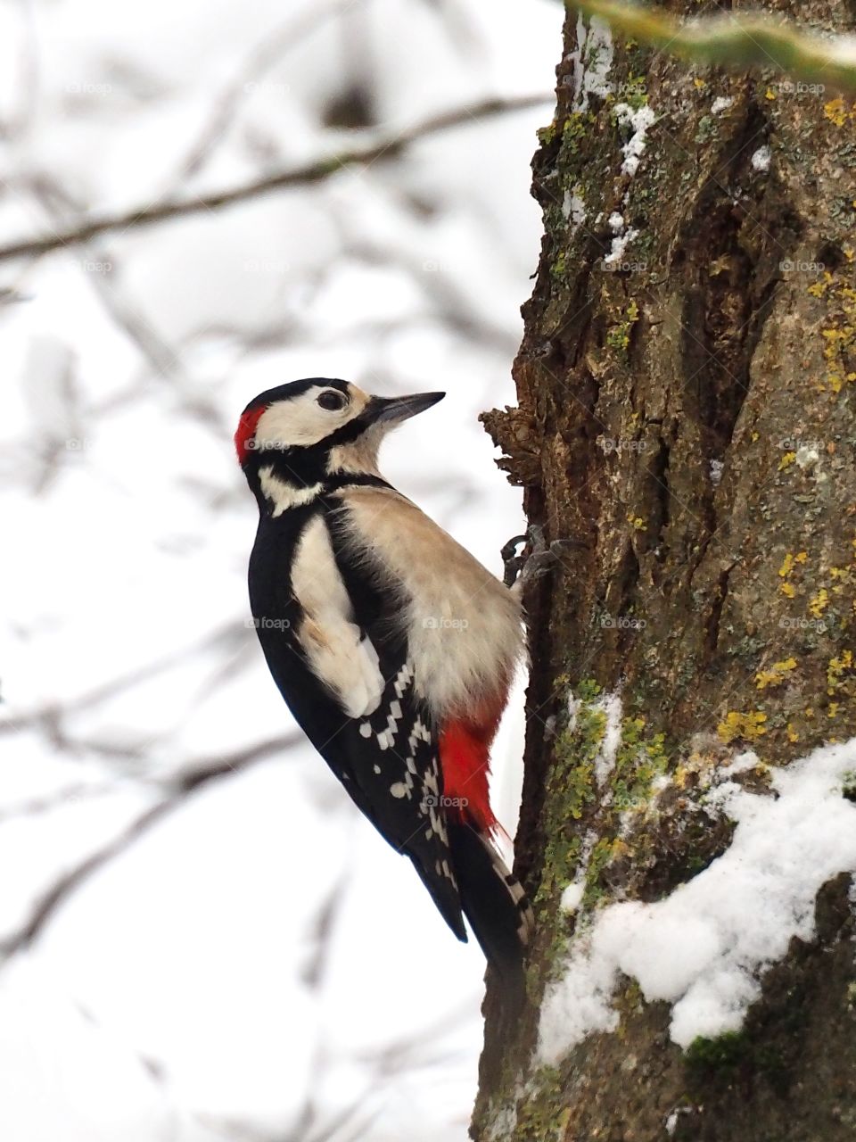 Woodpecker