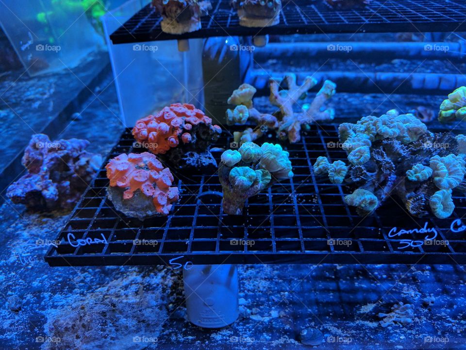 Indoor coral Aquarium
