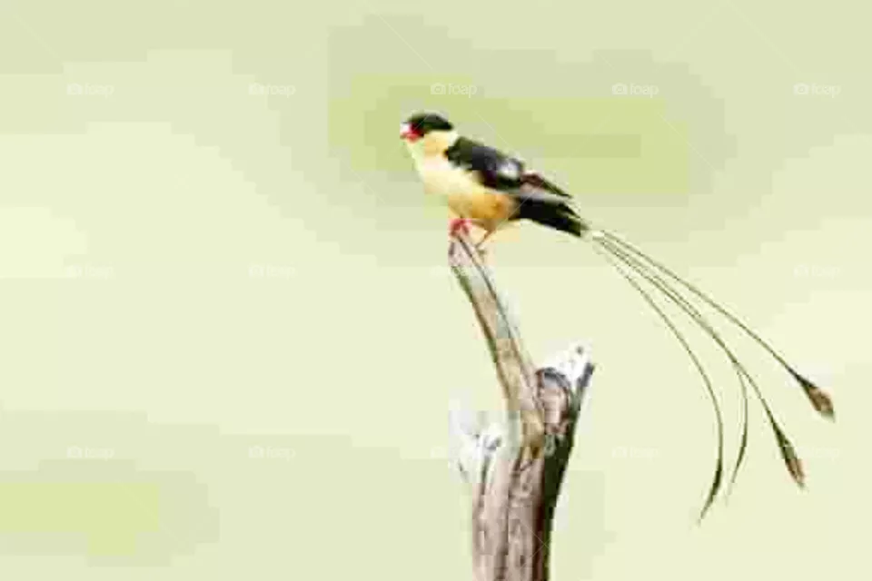 bird