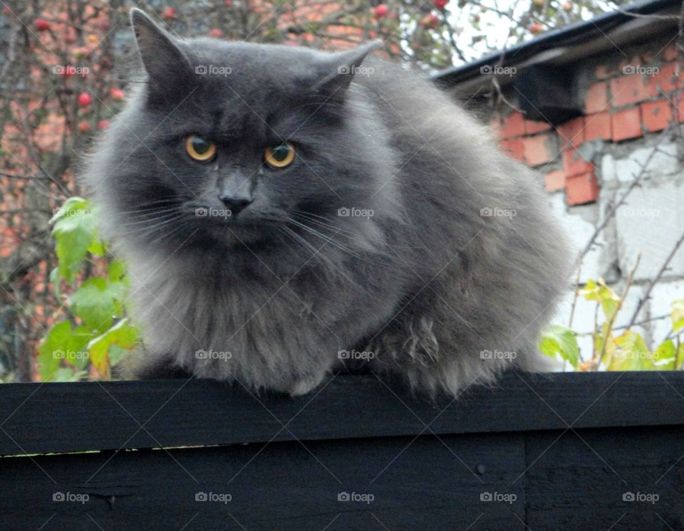 gray cat