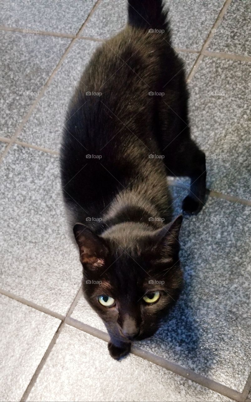 beautiful shiny black cat