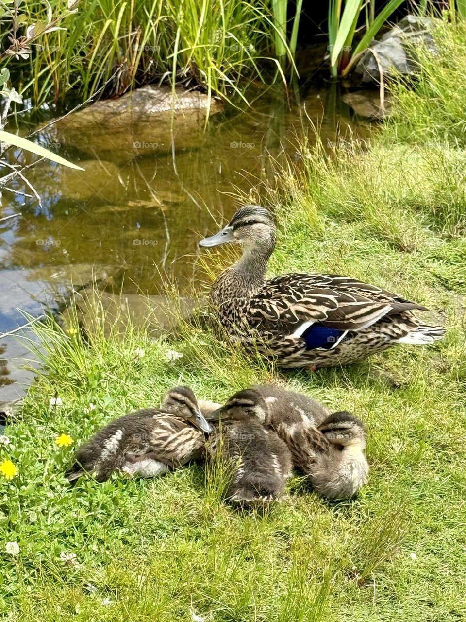 Mother duck with babies on the grass