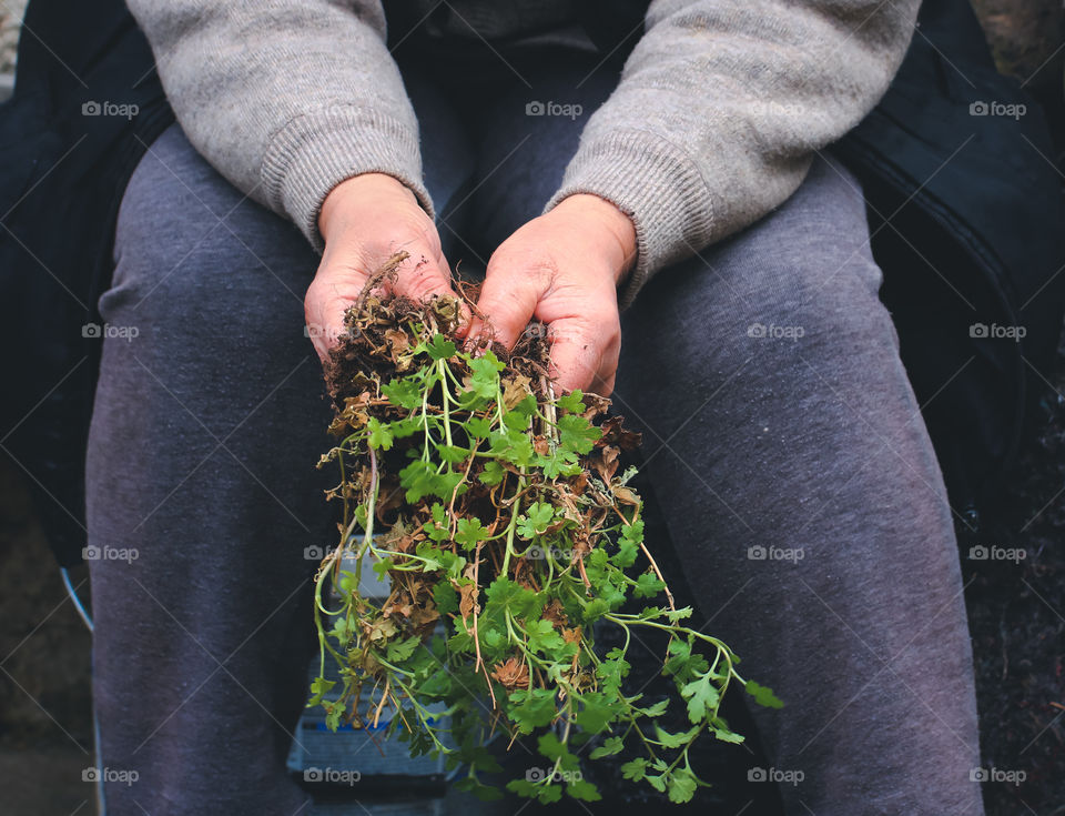 Human hands holding plants for gardening