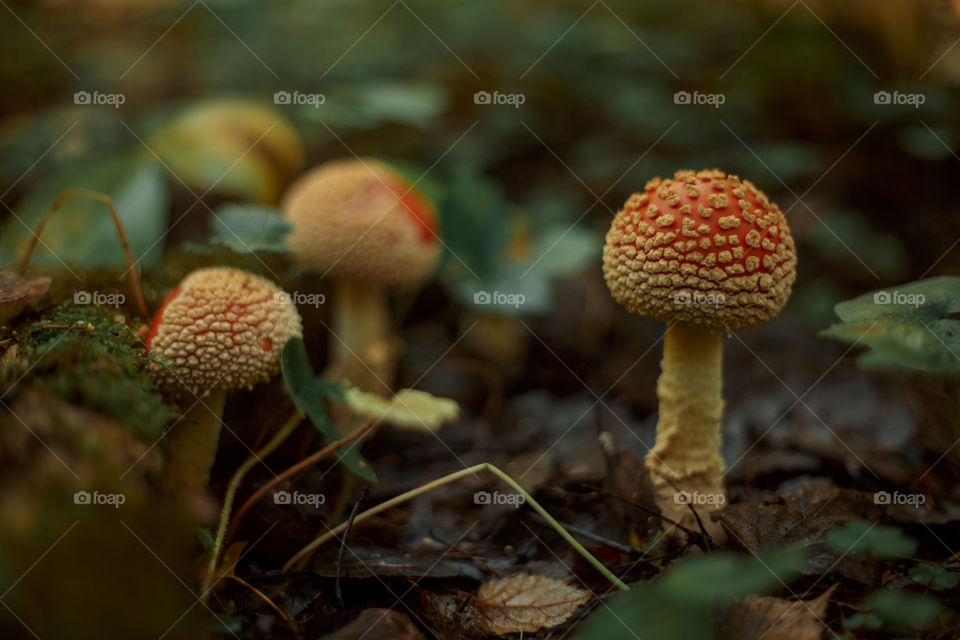 Mushrooms in a forest 