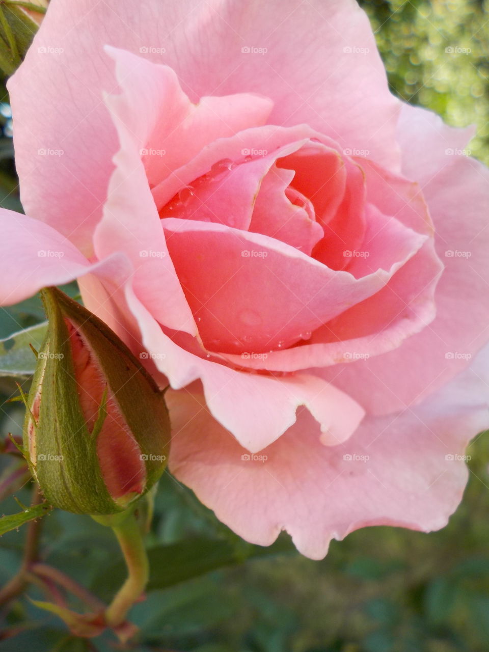 Close-up of pink rose