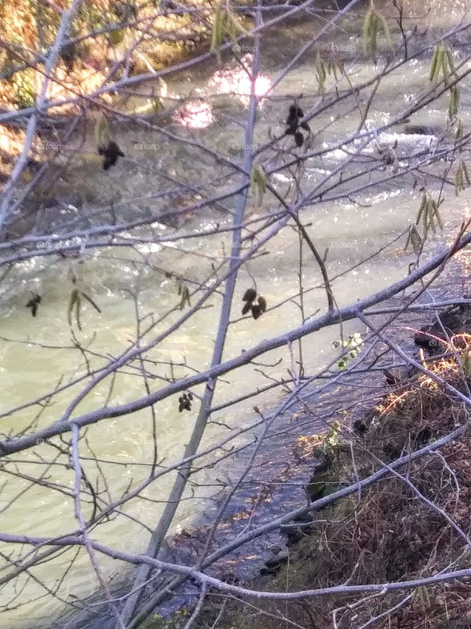 tree seeds on branches