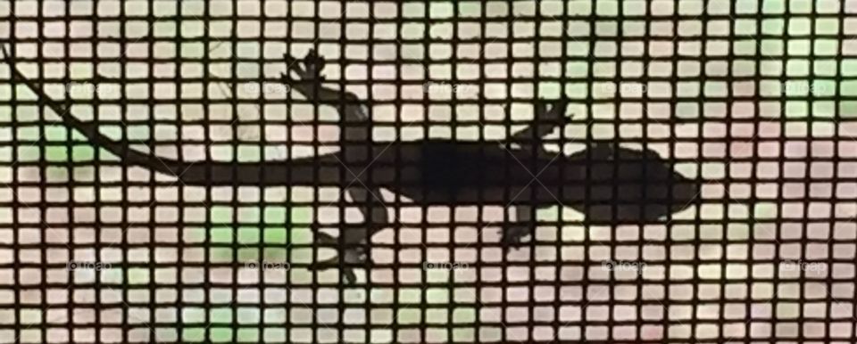 Anole silhouette 