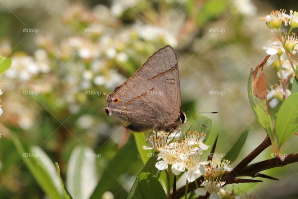 Beautiful and cute butterfly