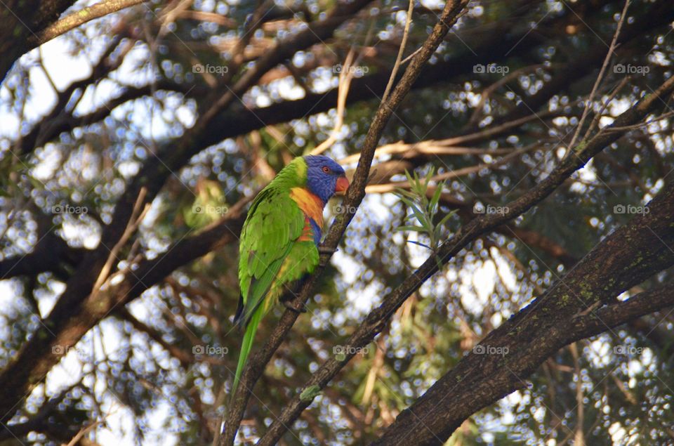Lorikeet on a tree branch 