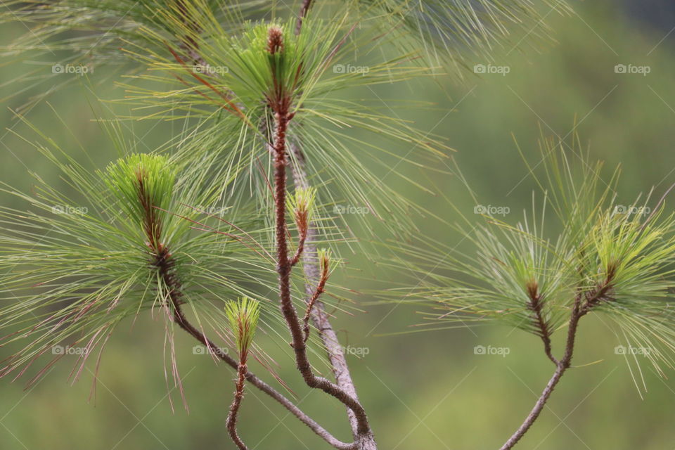 Pine needles