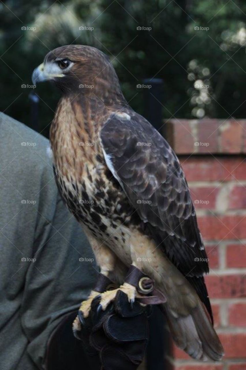 Hawk on the arm