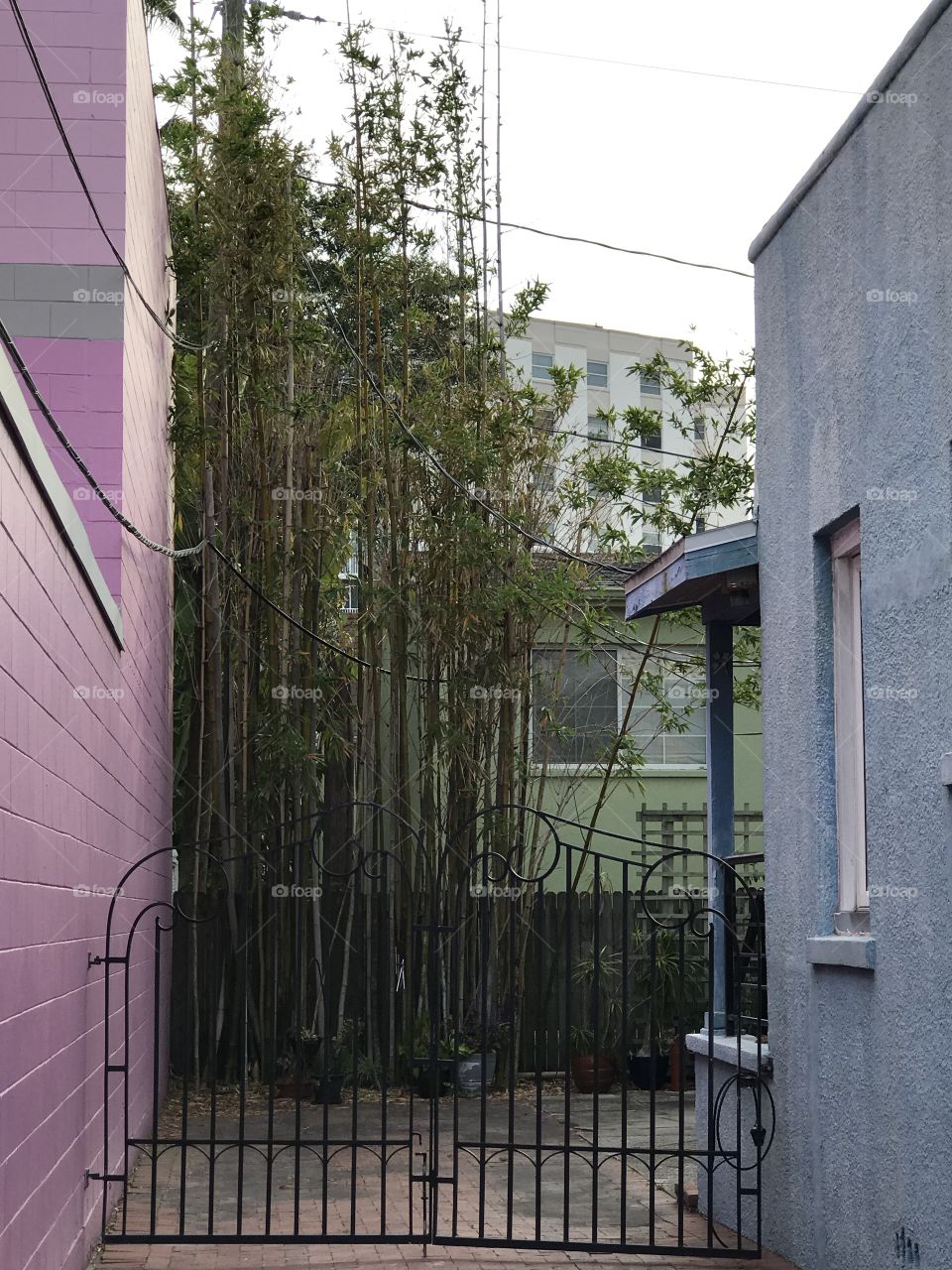 Urban bamboo 