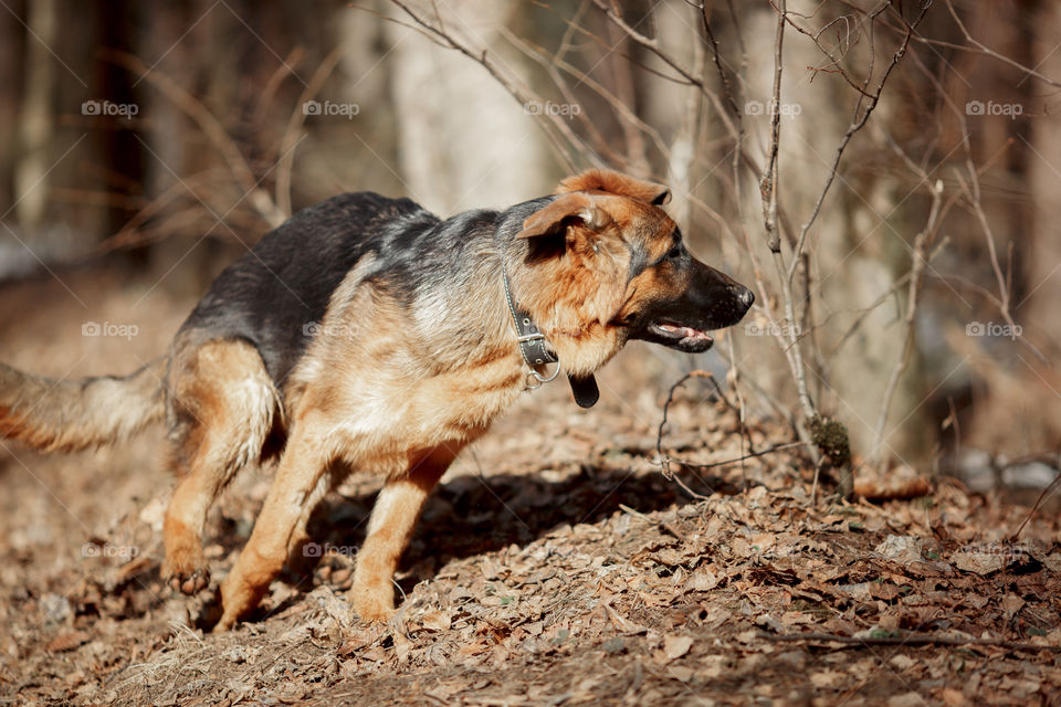 German shepherd 7-th months old puppy in a spring forest at sunny day