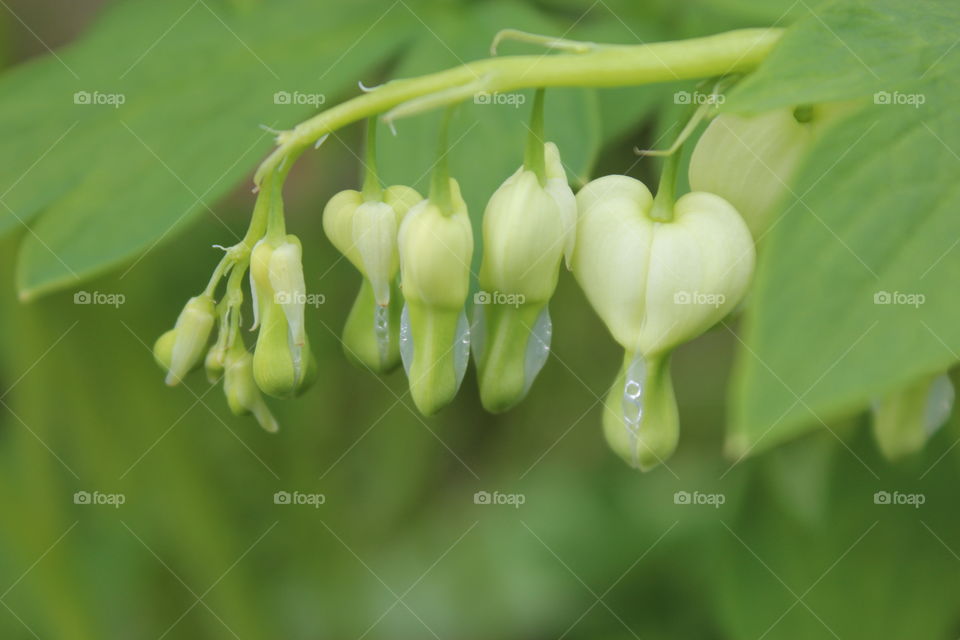 White Bleeding Hearts