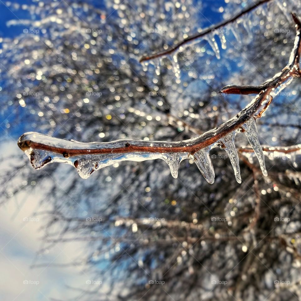 Ice on a Tree Branch with a Blue Sky