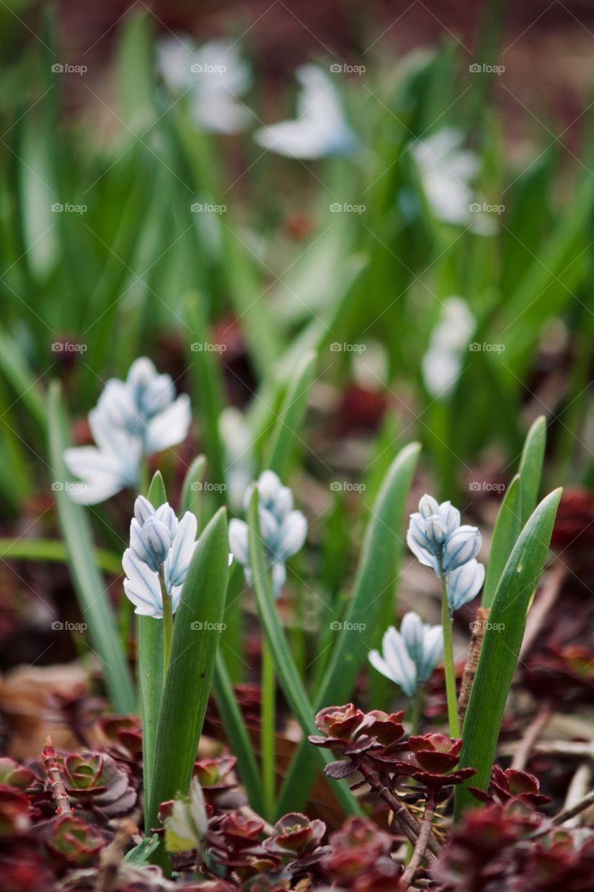 Springtime flowers blooming 