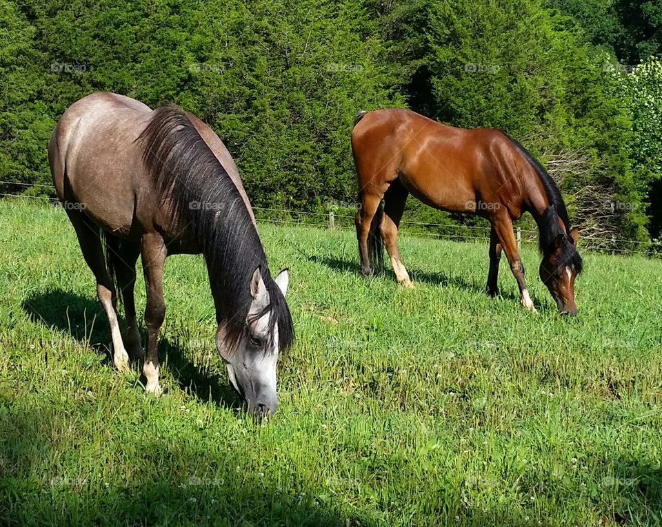 Egyptian Arabian horses