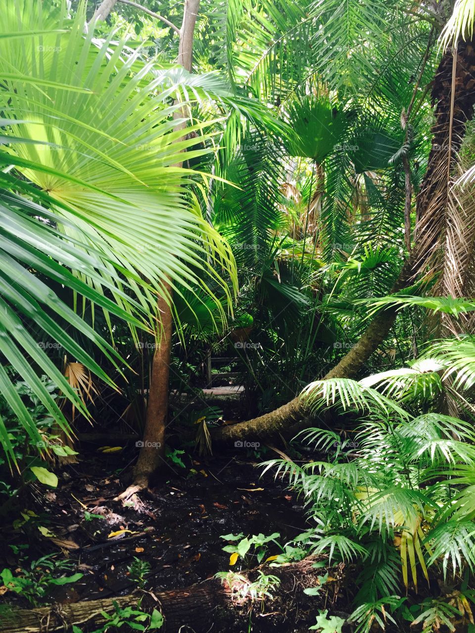 Jungle gardens