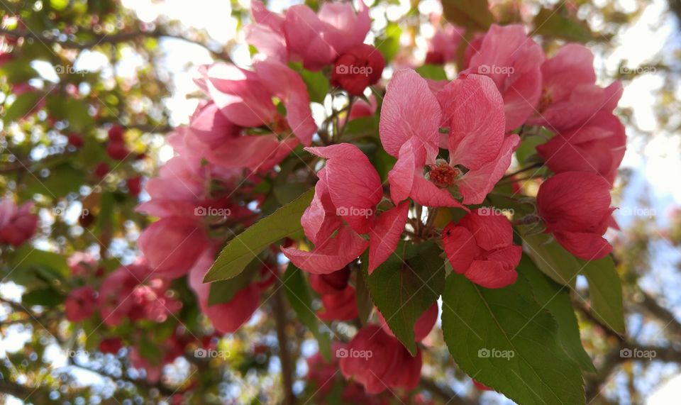 pink blossoms